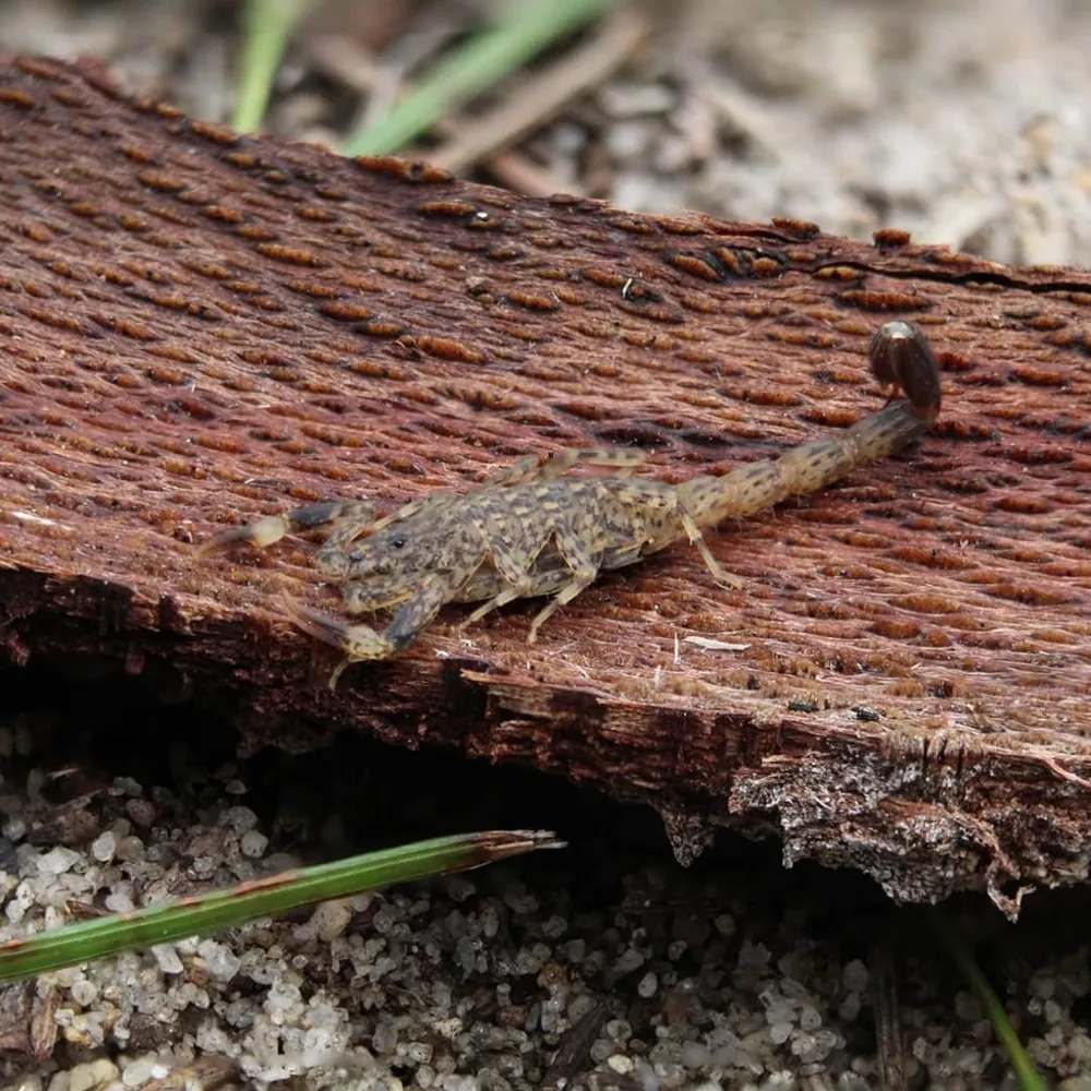 Marbled scorpion کی تصویر