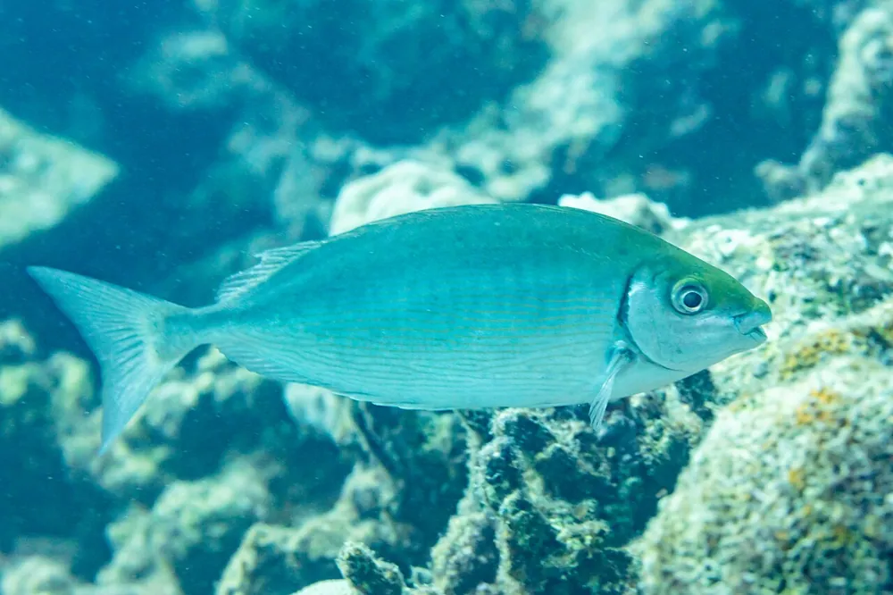 Foto de Marbled spinefoot