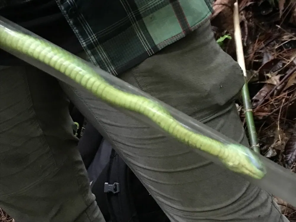 عکس March's palm pitviper