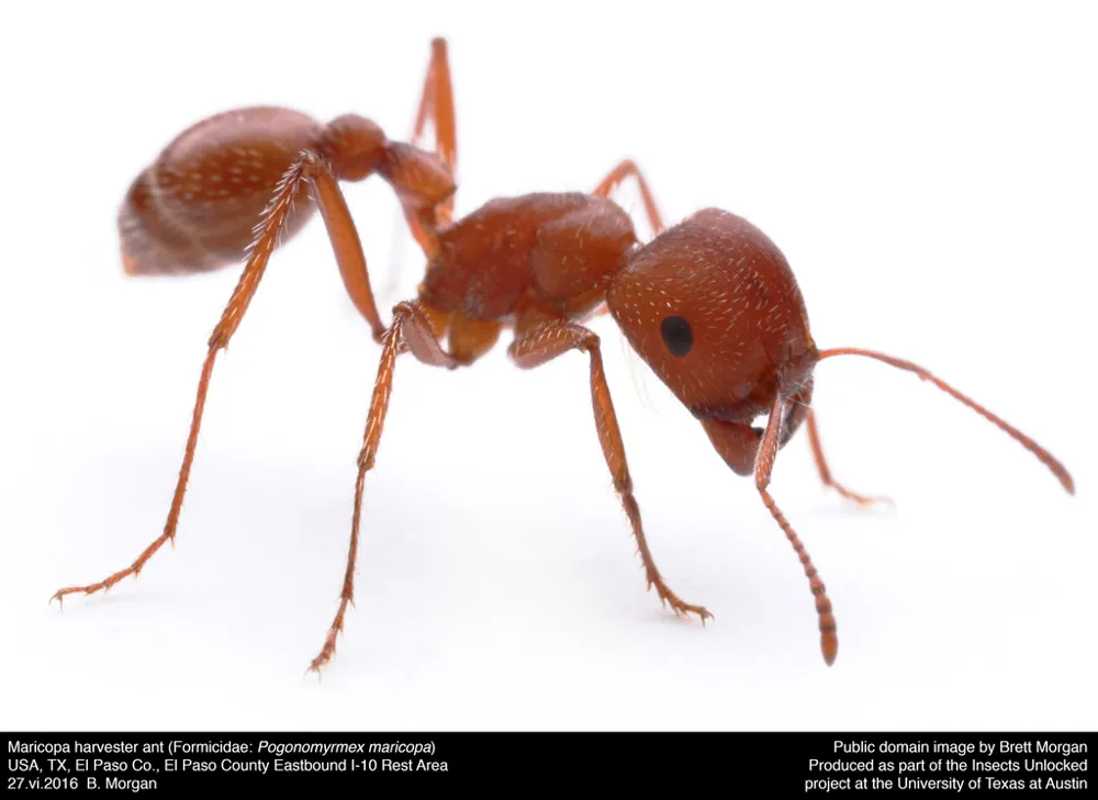 Foto de Maricopa harvester ant