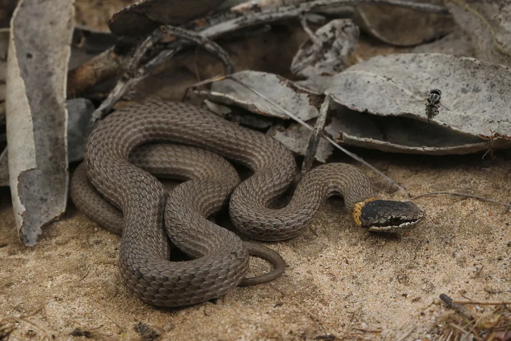 Masters' snake-இன் புகைப்படம்