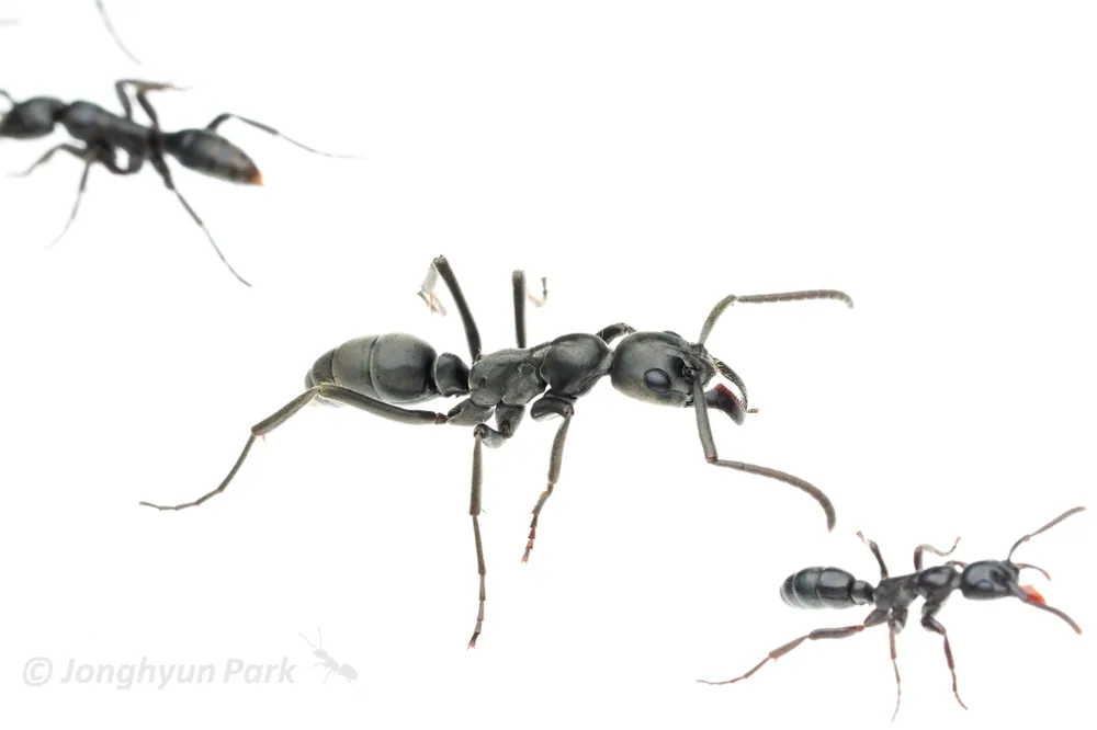ภาพของMatabele ant