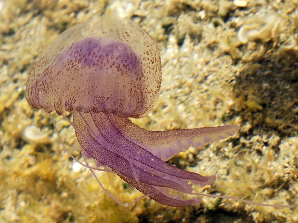 Mauve stinger ఫోటో