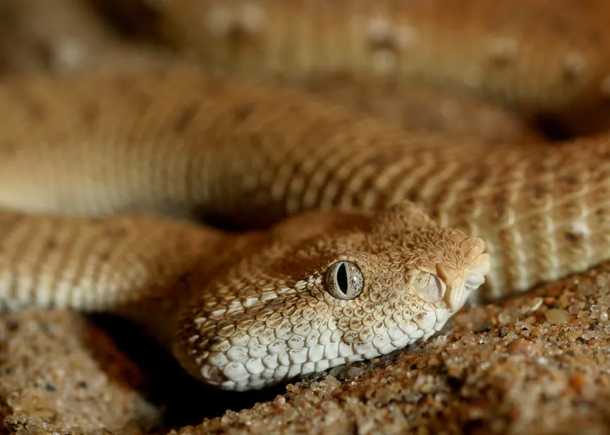 د McMahon's viper عکس