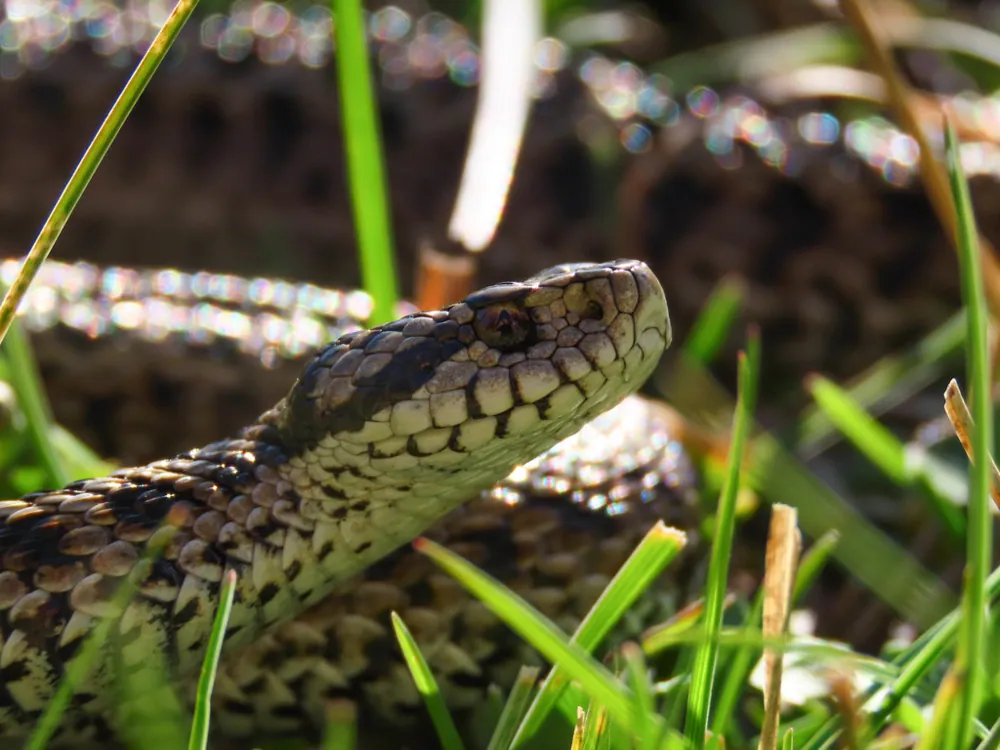 صورة Meadow viper