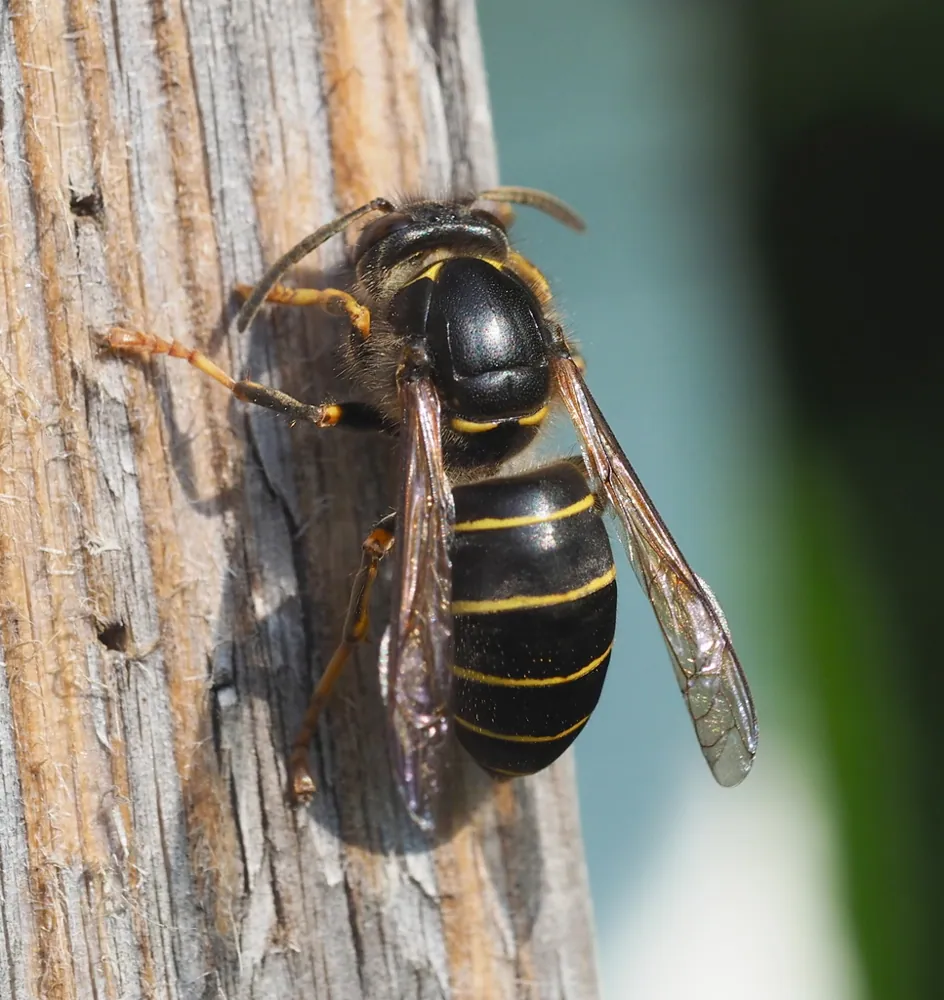 عکس Median wasp