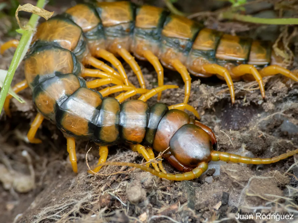 عکس Mediterranean banded centipede