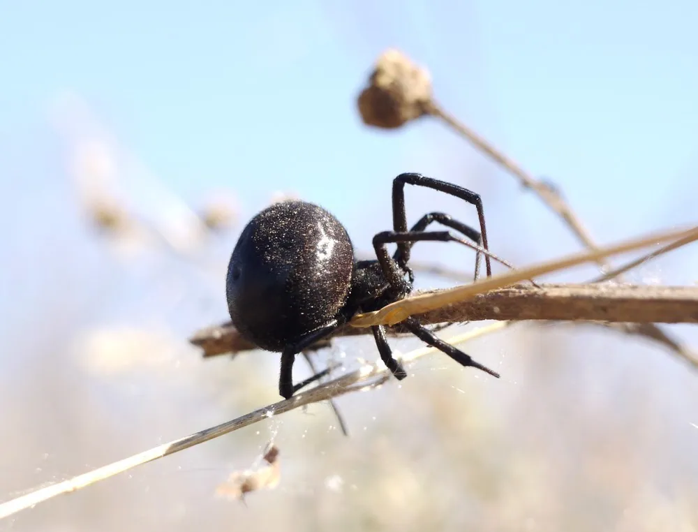 د Mediterranean black widow عکس