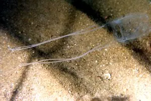 د Mediterranean box jellyfish عکس