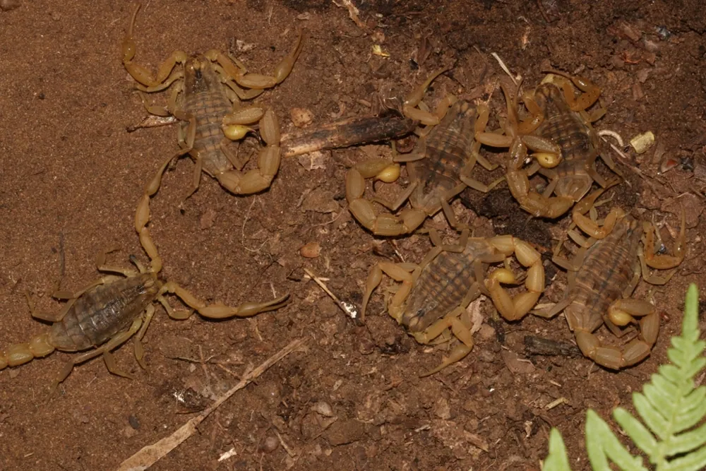د Mediterranean checkered scorpion عکس