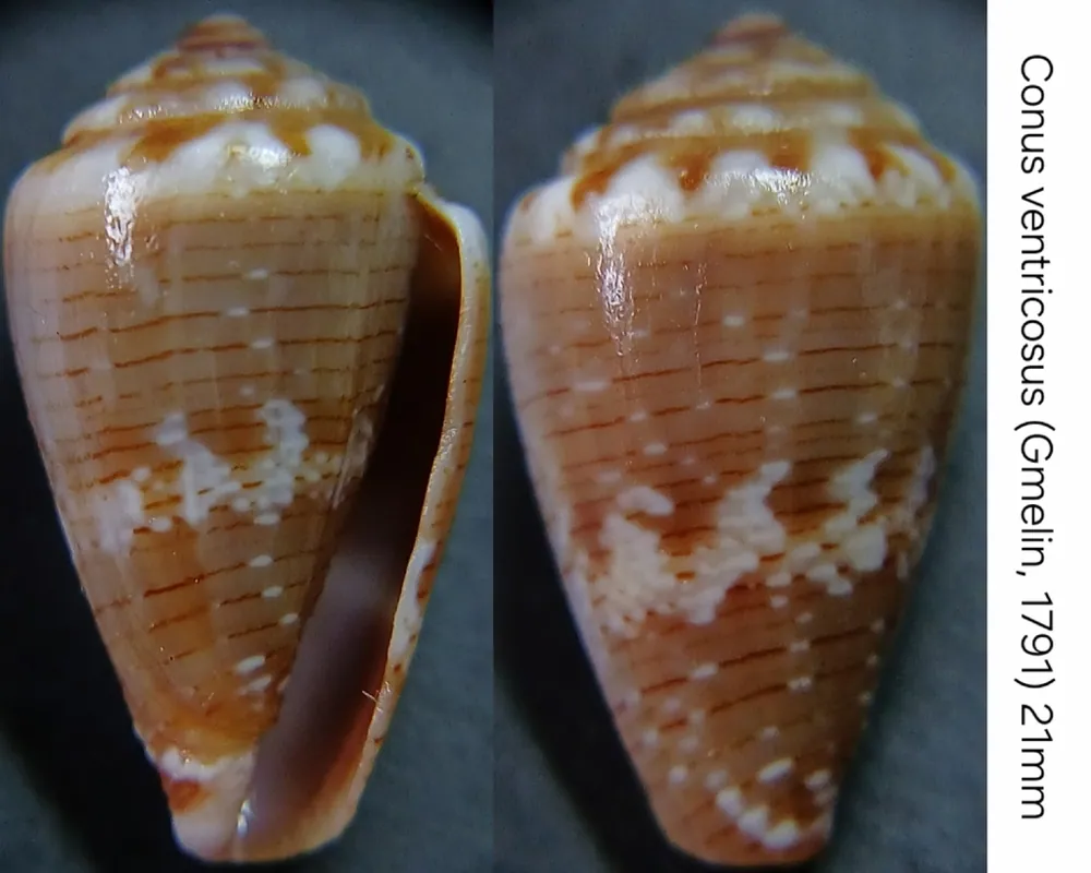 ภาพของMediterranean cone