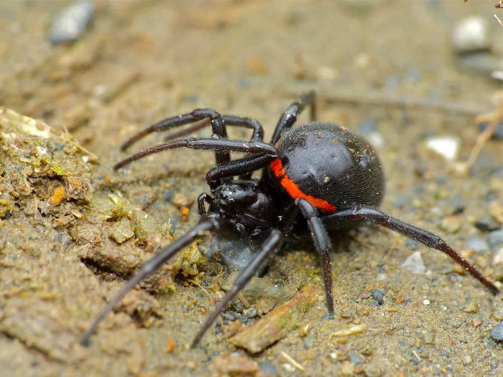 صورة Mediterranean false widow