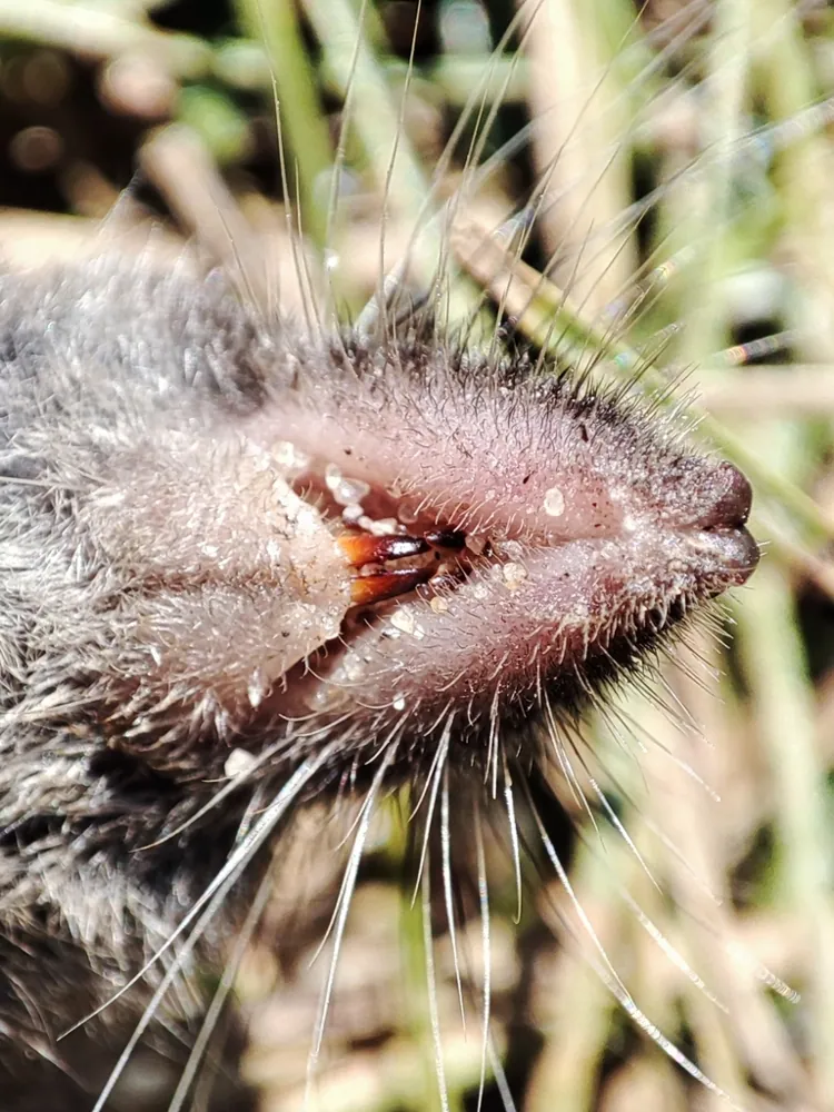 عکس Mediterranean water shrew