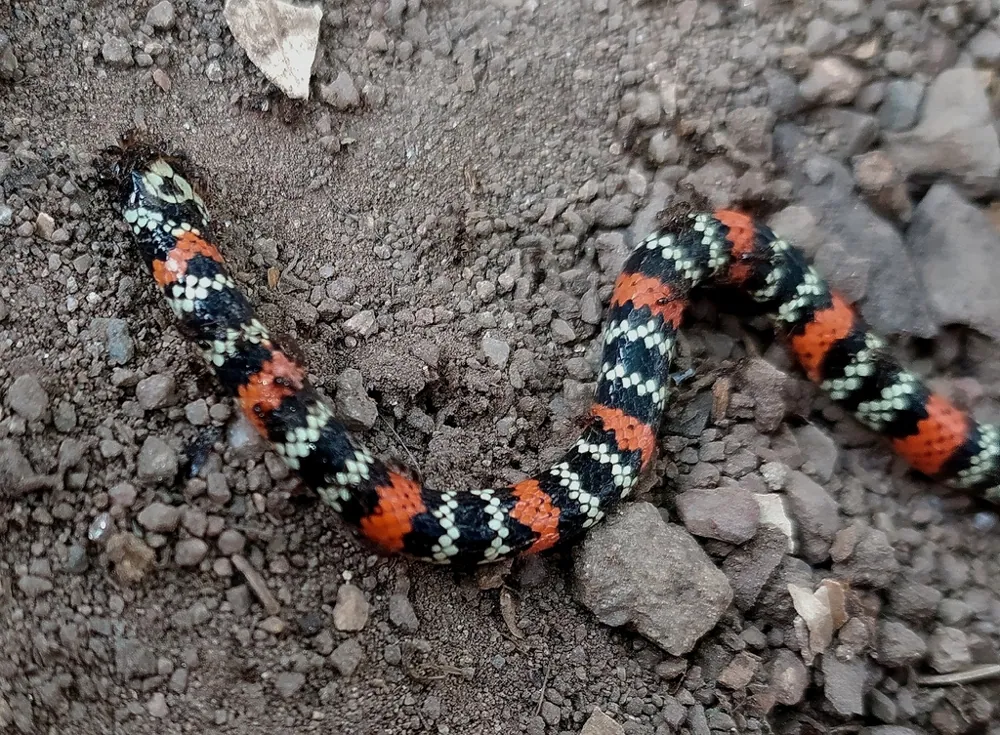 Foto de Mérida coral snake