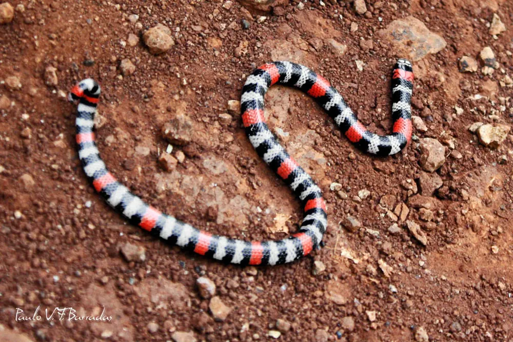 Foto di Mesopotamian coral snake
