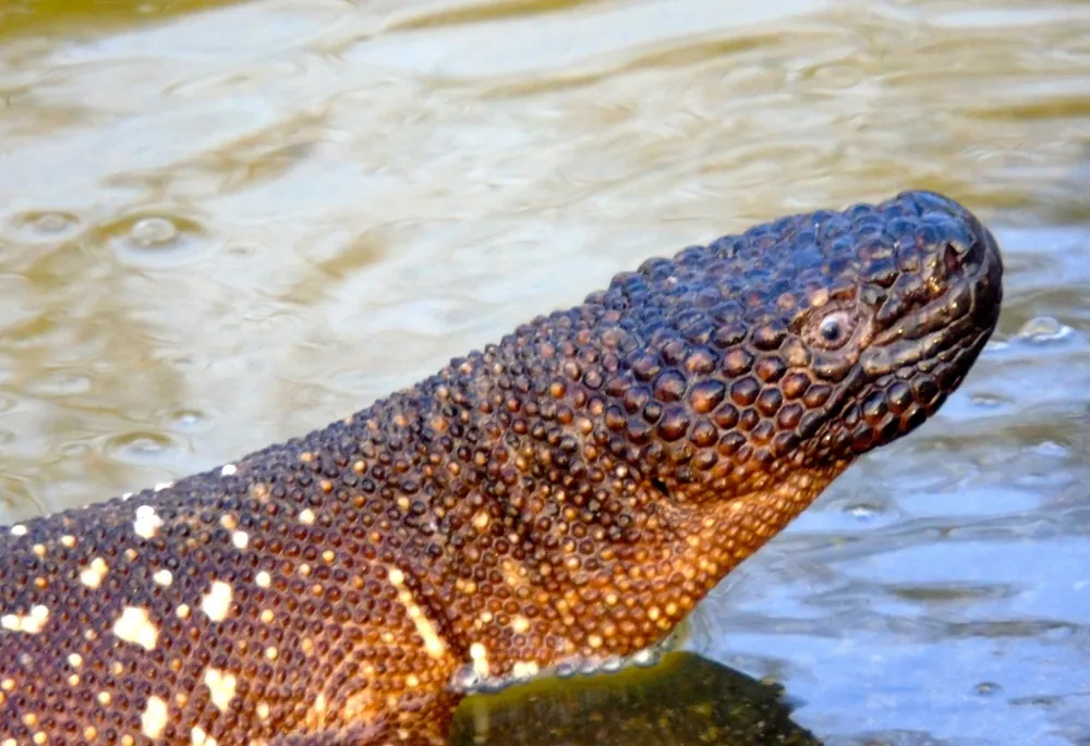عکس Mexican beaded lizard