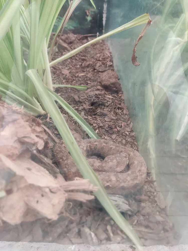 عکس Mexican dusky rattlesnake