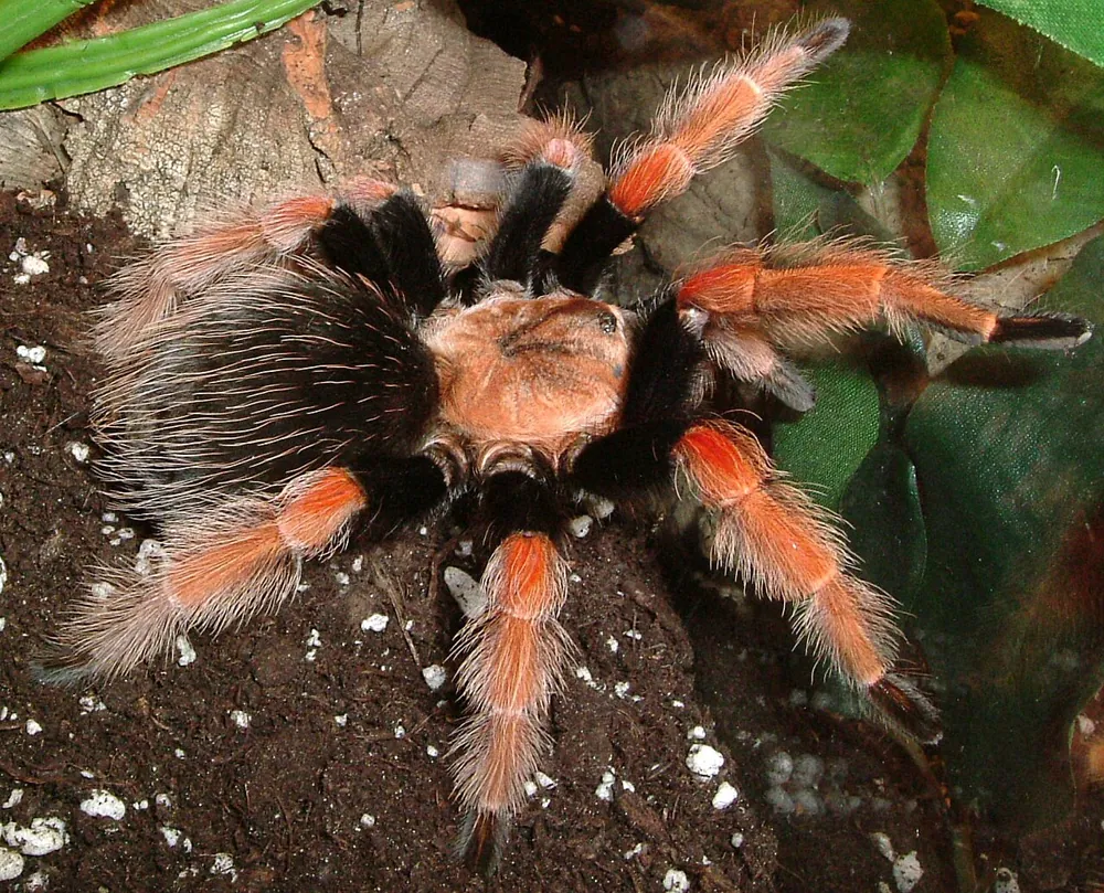 د Mexican fireleg tarantula عکس