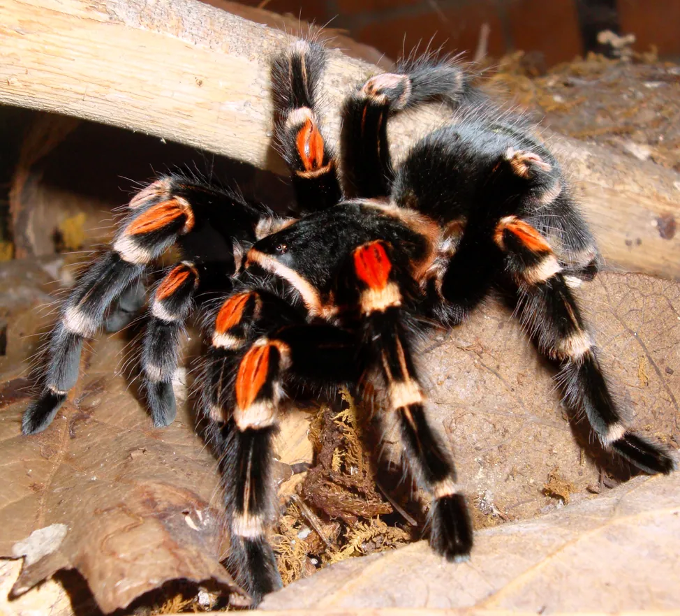 د Mexican flame knee tarantula عکس