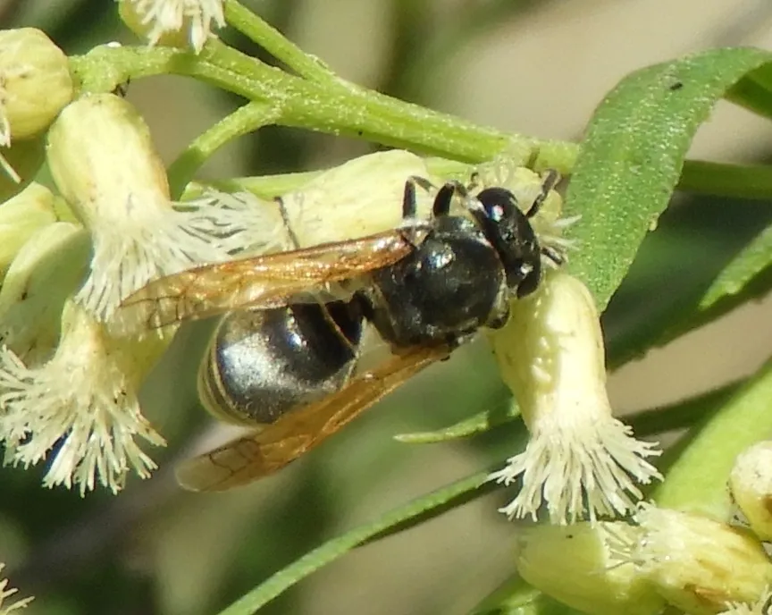 عکس Mexican honey wasp