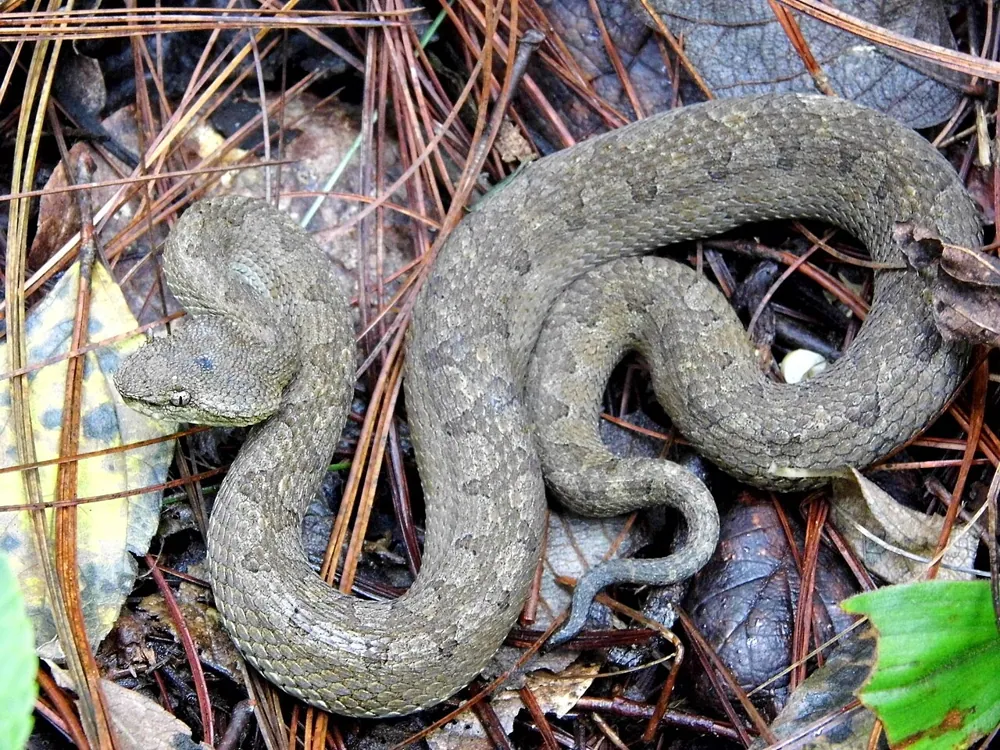 د Mexican horned pitviper عکس