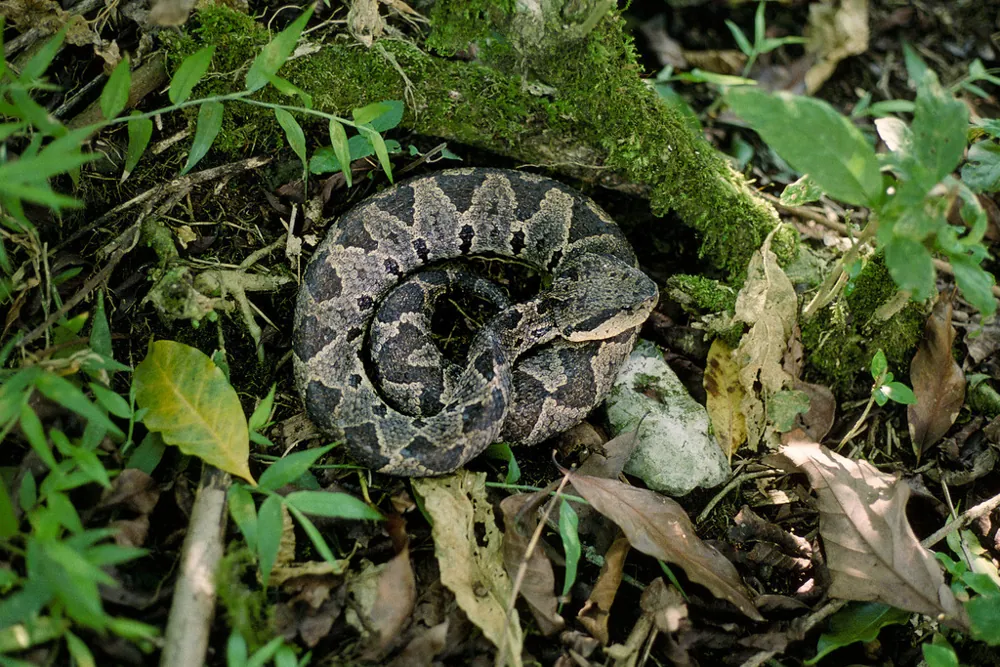 د Mexican jumping pitviper عکس