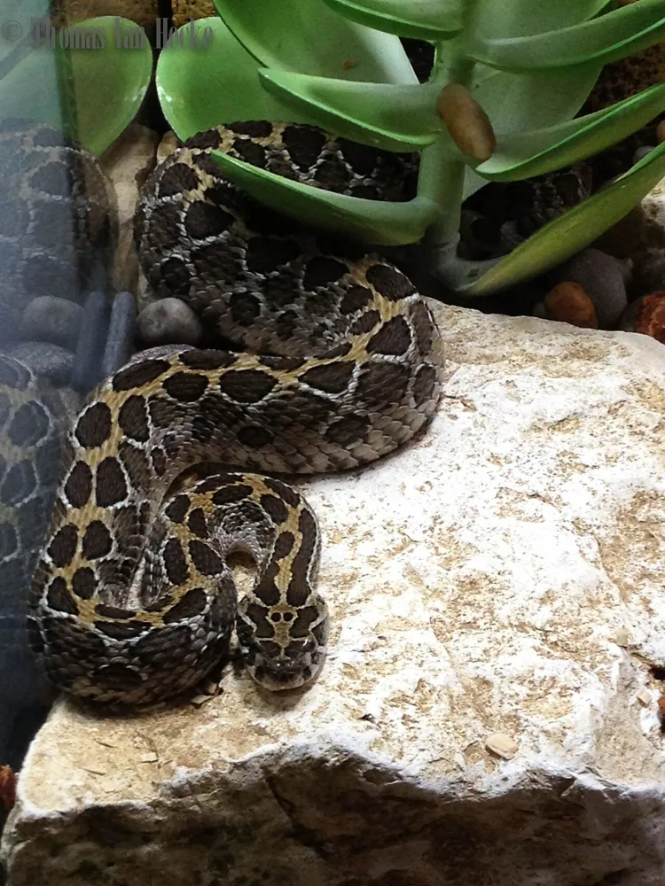 عکس Mexican lance-headed rattlesnake