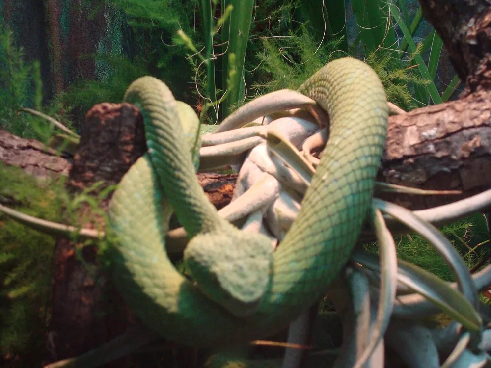د Mexican palm pitviper عکس