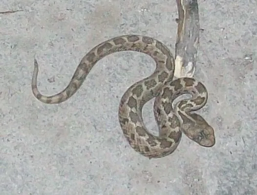 عکس Mexican pygmy rattlesnake