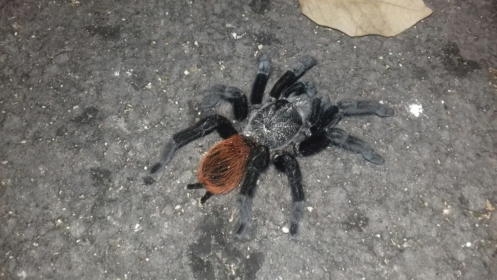 د Mexican red rump tarantula عکس