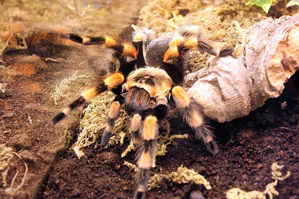 عکس Mexican redknee tarantula