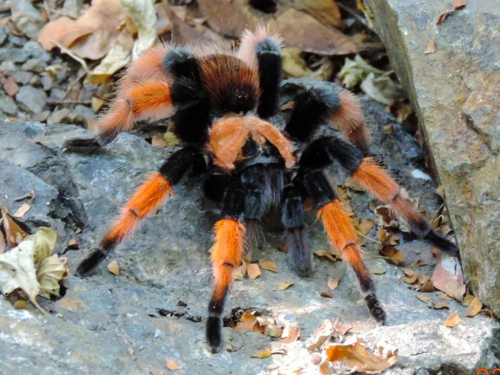 د Mexican redleg tarantula عکس