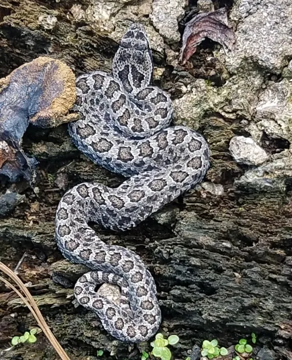 عکس Mexican small-headed rattlesnake