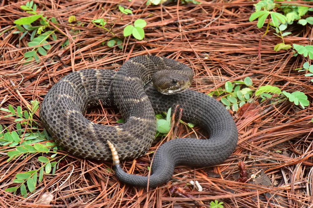 عکس Mexican west coast rattlesnake