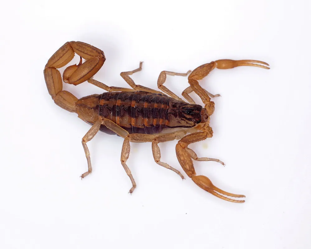 د Michoacan bark scorpion عکس