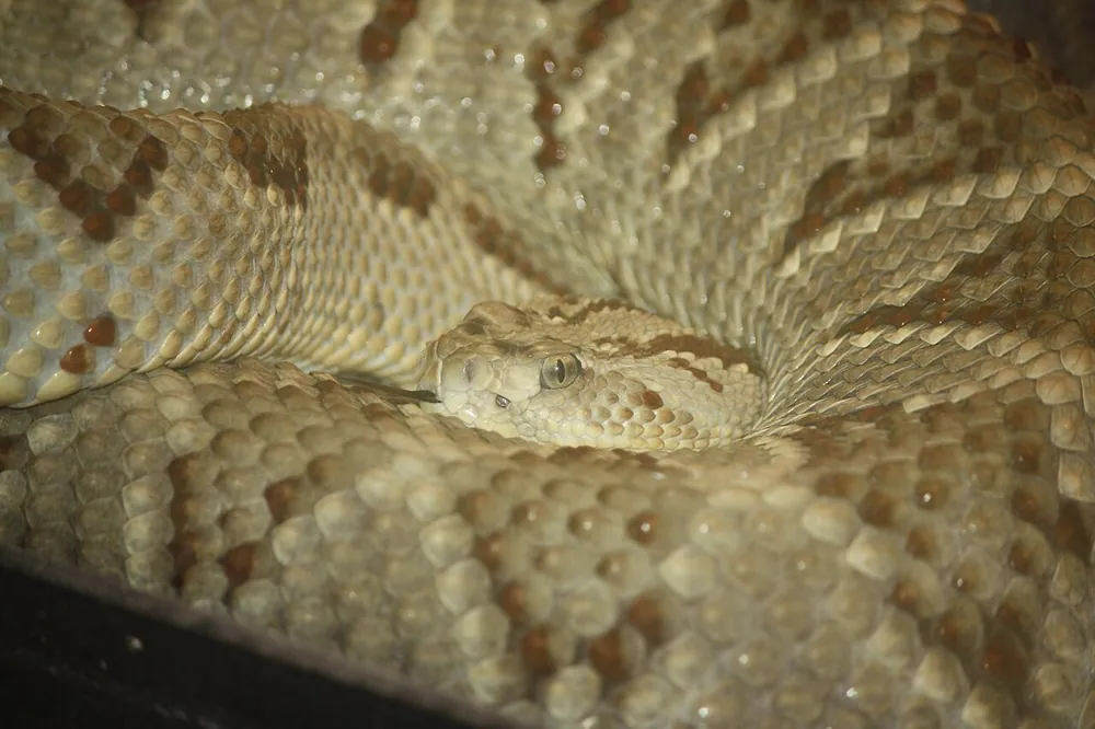 Foto de Middle American rattlesnake