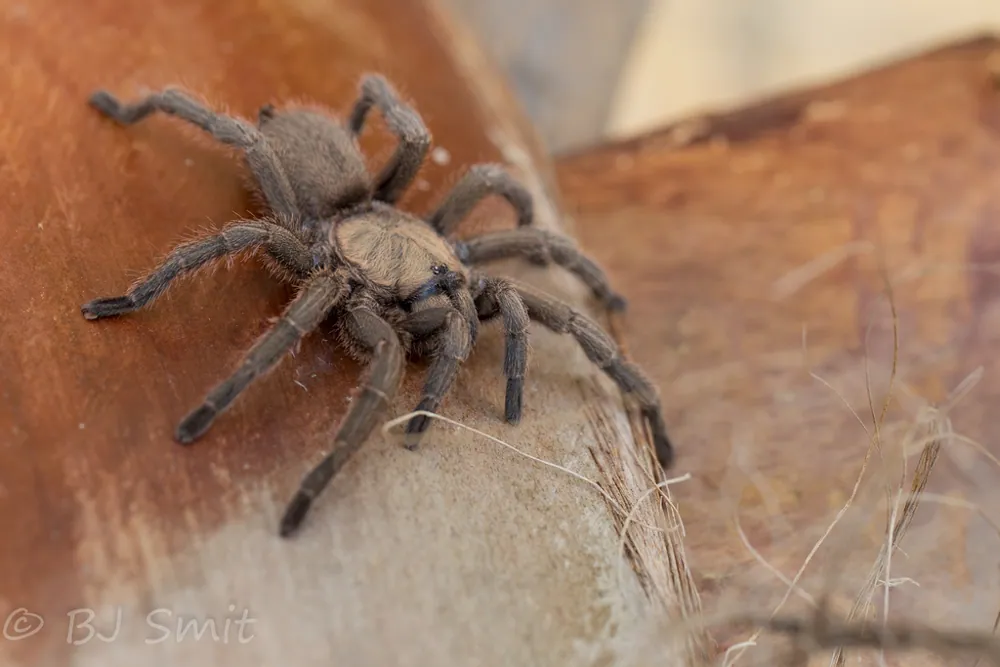 عکس Middle East black tarantula