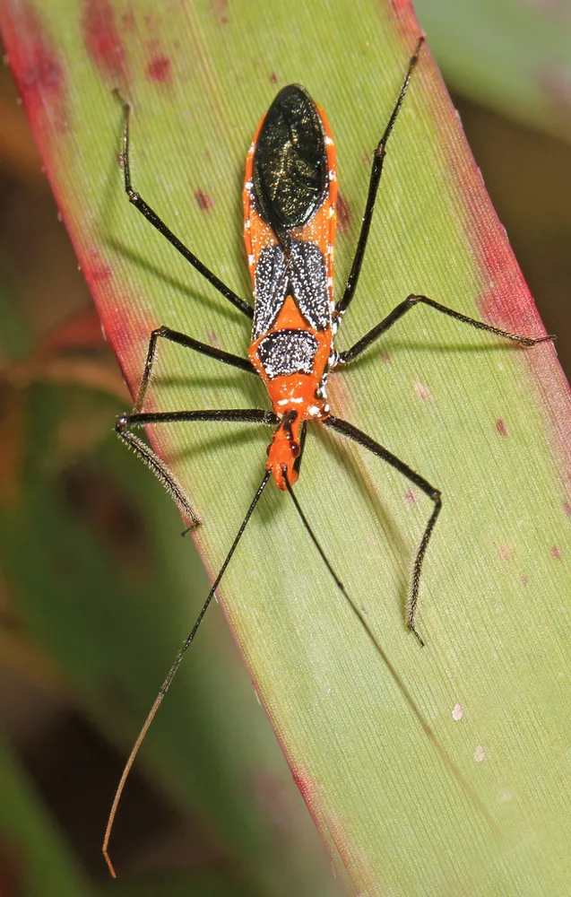 عکس Milkweed assassin bug