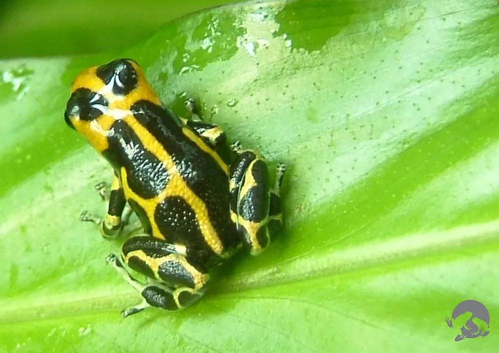 د Mimic poison frog عکس