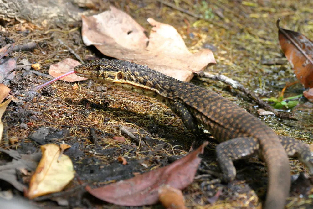 Foto de Mitchell's water monitor