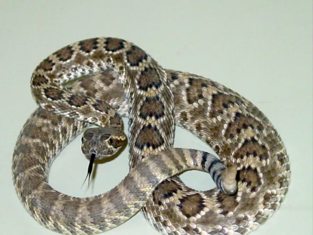 د Mojave rattlesnake عکس