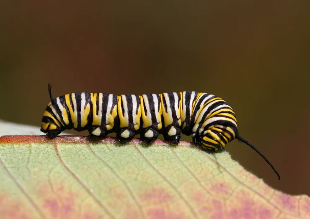 عکس Monarch butterfly