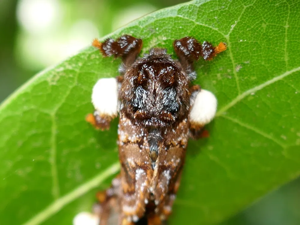 عکس Monkey slug caterpillar