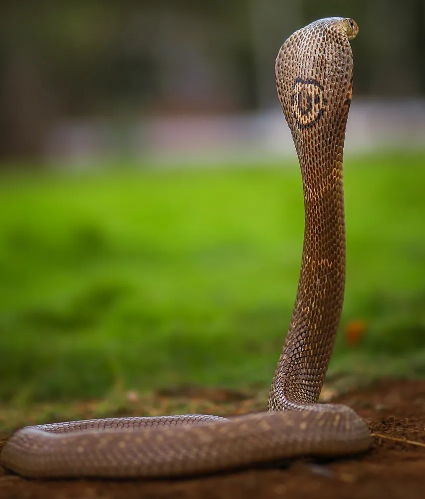 ภาพของMonocled cobra