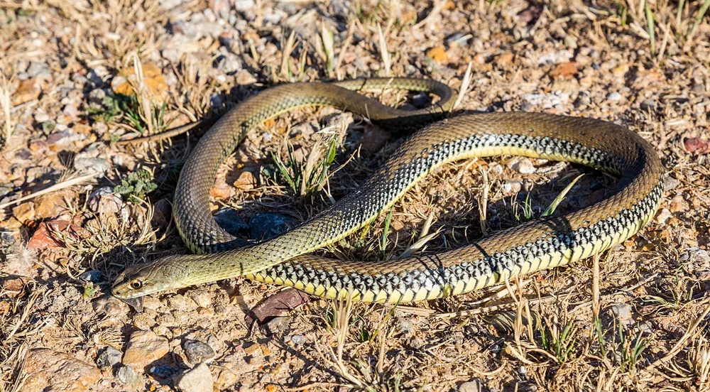ภาพของMontpellier snake