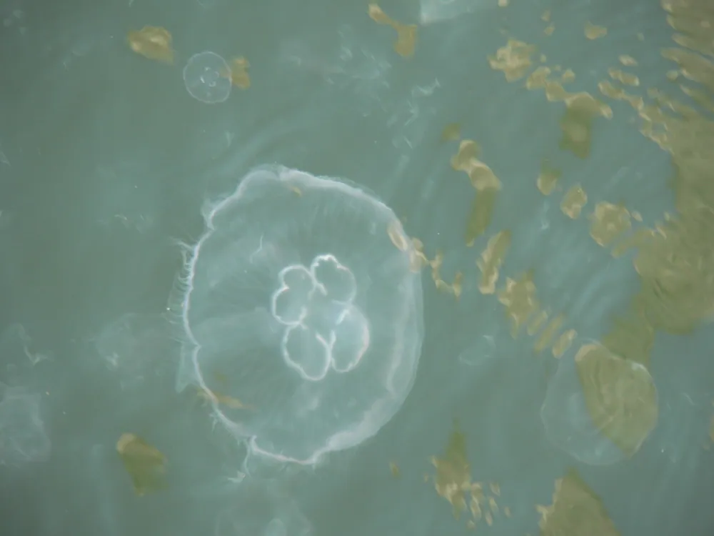 د Moon jellyfish عکس