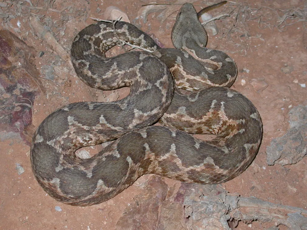 د Moorish viper عکس