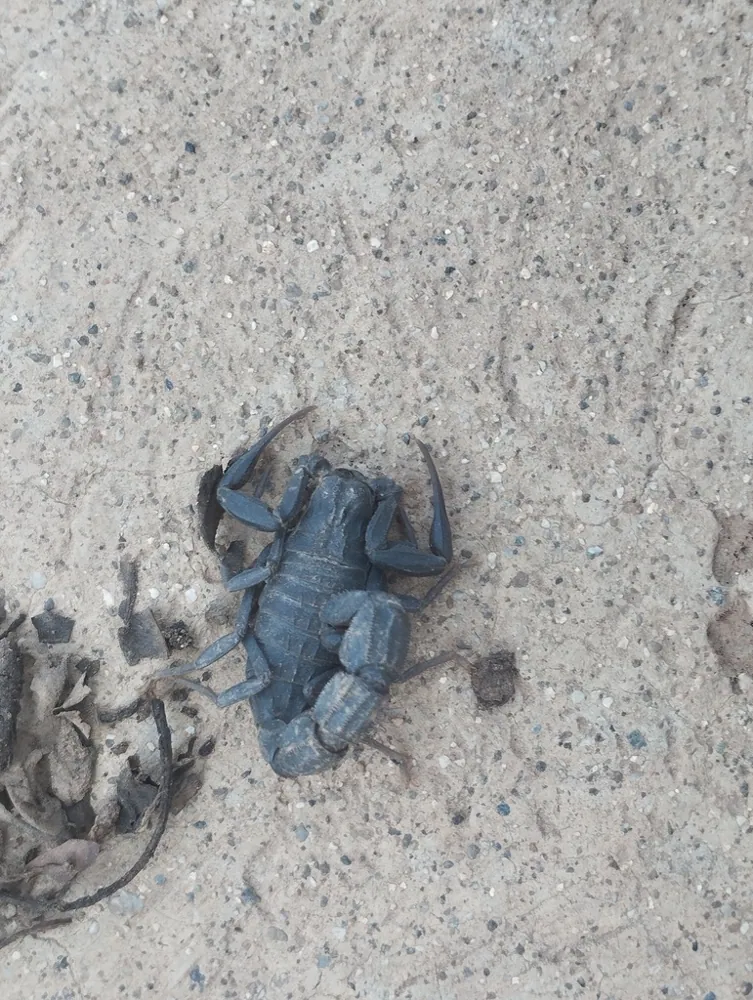 عکس Moroccan black scorpion