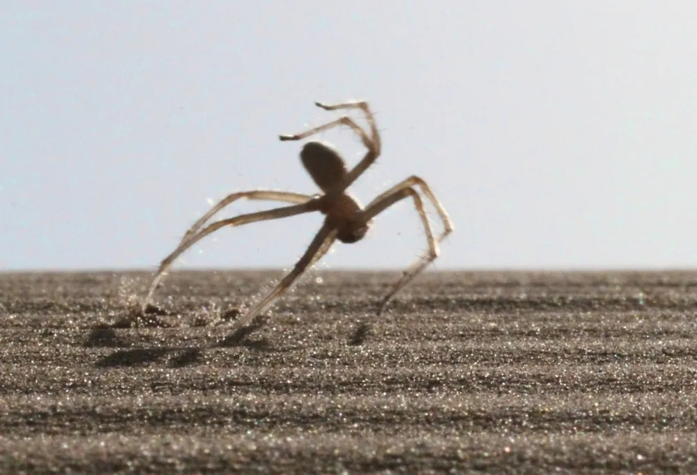 د Moroccan flic-flac spider عکس