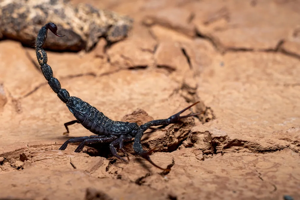 عکس Moroccan hottentotta scorpion